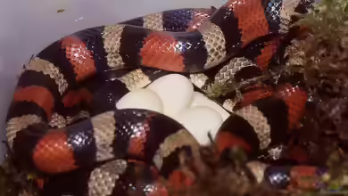 Lampropeltis triangulum campbelli im Terrarium halten