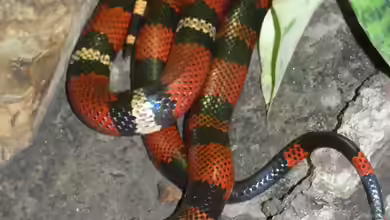 Lampropeltis triangulum hondurensis im Terrarium halten