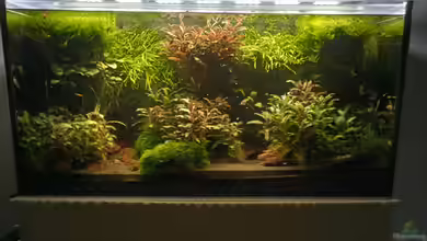 Land of the fallen trees aufgelöst von Mr-Shrimp