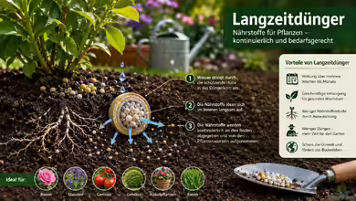 Langzeitdünger: Wirkung, Vorteile und richtige Anwendung im Garten