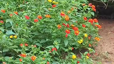 Lantana camara im Garten pflanzen