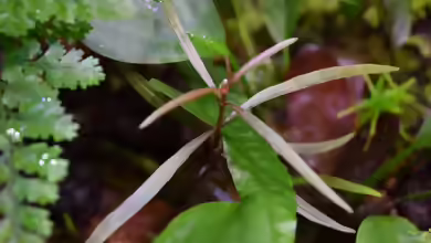 Lanzettlicher Wasserfreund im Aquarium pflegen