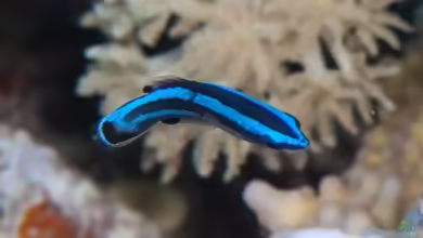 Larabicus quadrilineatus im Aquarium halten