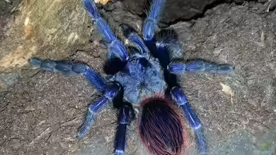 Lasiocyano sazimai im Terrarium halten