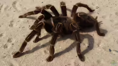 Lasiodora parahybana halten