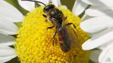 Lasioglossum calceatum im Garten