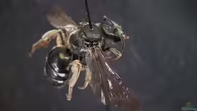 Lasioglossum costulatum im Garten