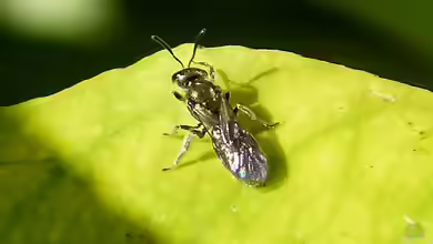 Lasioglossum morio im Garten
