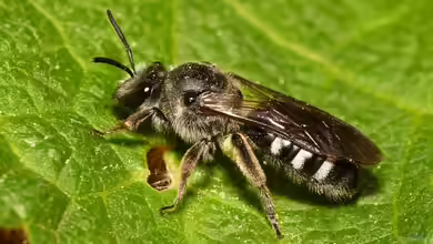 Lasioglossum sexnotatum im Garten