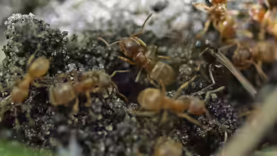 Lasius flavus im Garten