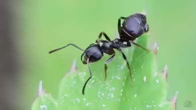 Lasius niger im Formicarium halten