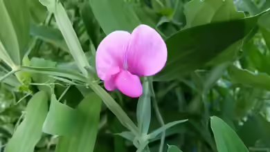 Lathyrus odoratus im Garten pflanzen