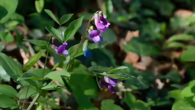 Lathyrus vernus im Garten pflanzen