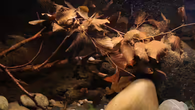 Laub im Aquarium: Natürliche Pflege, Biotopgestaltung und Vorteile für Fische und Garnelen