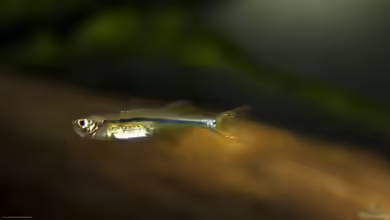 Laubuka dadiburjori im Aquarium halten