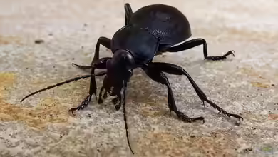 Laufkäfer - nächtlicher Jäger im Garten