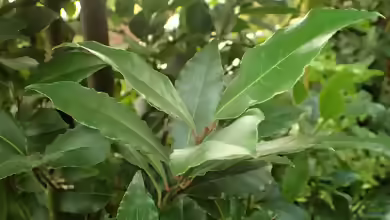 Laurus nobilis im Garten pflanzen