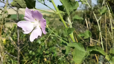 Lavatera thuringiaca im Garten pflanzen