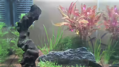 Lebende Steinlandschaft von Aqua_Art_Krefeld