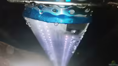 Lebensdauer einer LED-Aquarienbeleuchtung - Wie lange hält sie wirklich und was beeinflusst sie?