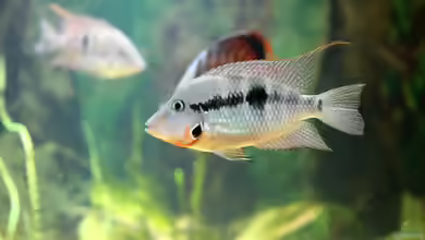 Lebenserwartung von Zierfischen: Wie lange können Aquariumfische leben?