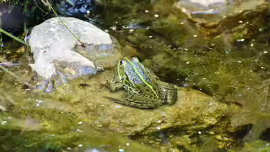 Lebensretter am Teichrand - Warum Ausstiegshilfen an Wasserstellen unverzichtbar sind