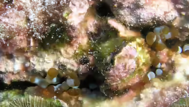 Lebrunia coralligens im Aquarium halten