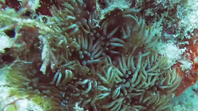 Lebrunia neglecta im Aquarium halten