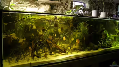 LED-Beleuchtung in sehr hohem Aquarium: Das musst du beachten