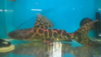 Leiarius longibarbis im Aquarium halten