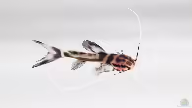 Leiarius marmoratus im Aquarium halten