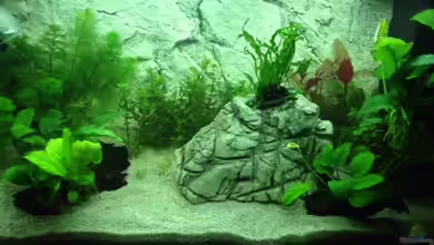 Leider zu klein ;) von Zatoichi