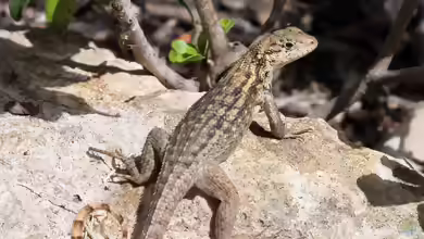 Leiocephalus carinatus im Terrarium halten
