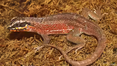 Leiocephalus personatus im Terrarium halten
