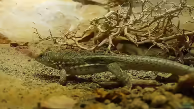 Leiocephalus schreibersi im Terrarium halten
