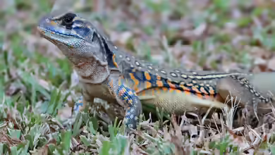 Leiolepis belliana im Terrarium halten