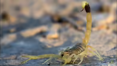 Leiurus quinquestriatus im Terrarium halten
