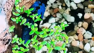 Lemna minor / Kleine Wasserlinse