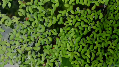 Lemna minor im Aquarium pflanzen