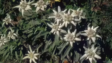 Leontopodium alpinum im Garten pflanzen