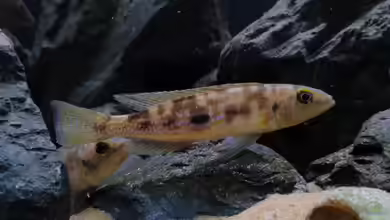 Lepidiolamprologus attenuatus im Aquarium halten