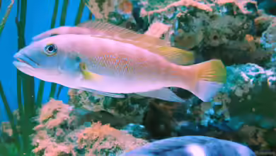 Lepidiolamprologus cunningtoni im Aquarium halten