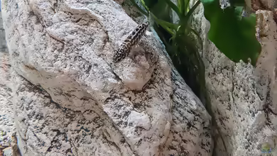 Lepidiolamprologus kendalli im Aquarium halten