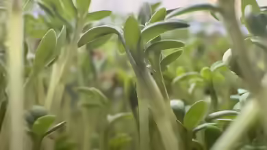 Lepidium sativum im Garten pflanzen