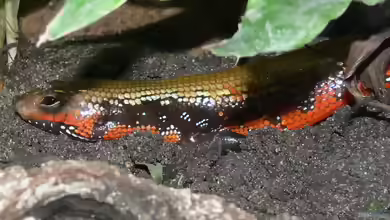 Lepidothyris fernandi im Terrarium halten