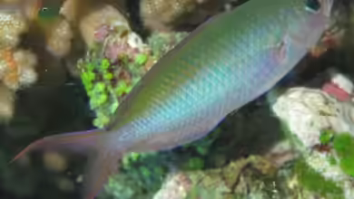 Lepidozygus tapeinosoma im Aquarium halten