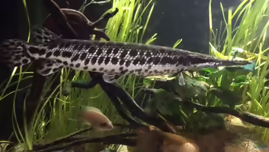 Lepisosteus oculatus im Aquarium halten