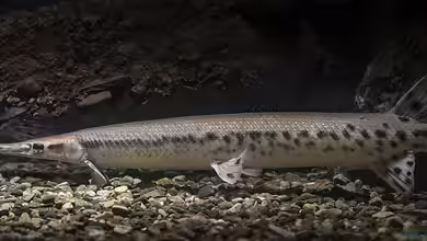 Lepisosteus osseus im Aquarium halten