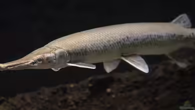 Lepisosteus platostomus im Aquarium halten