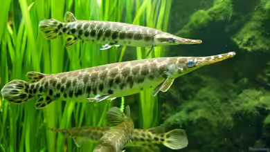 Lepisosteus platyrhincus im Aquarium halten